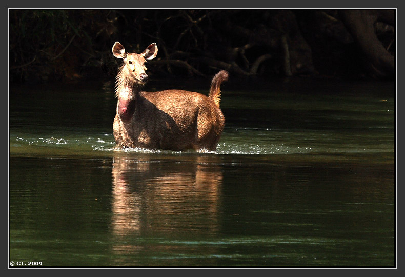 Sambar Deer and Dhole,Valparai, Tamilnadu