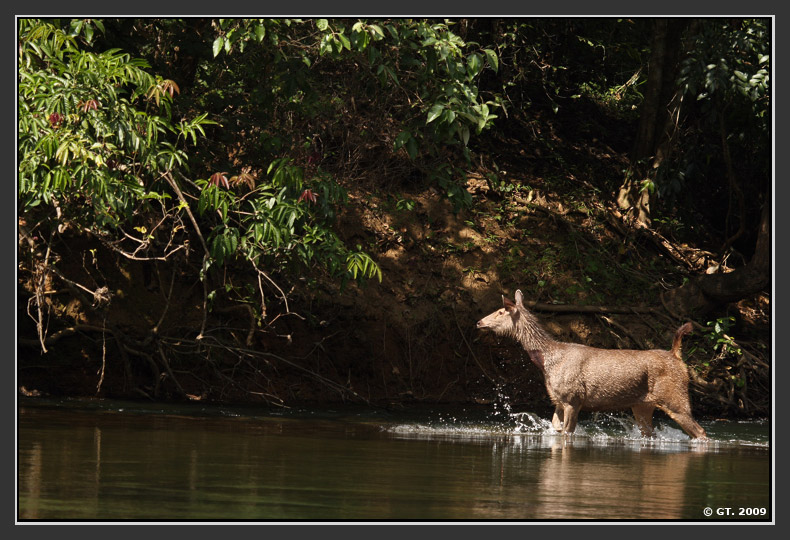 Sambar Deer and Dhole,Valparai, Tamilnadu