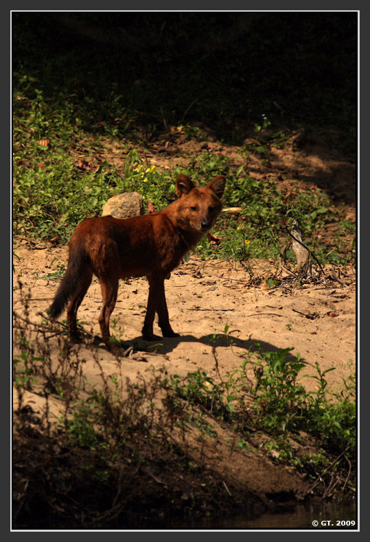 Sambar Deer and Dhole,Valparai, Tamilnadu