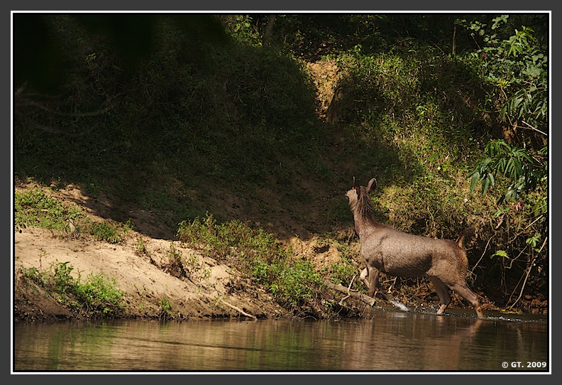 Sambar Deer and Dhole,Valparai, Tamilnadu