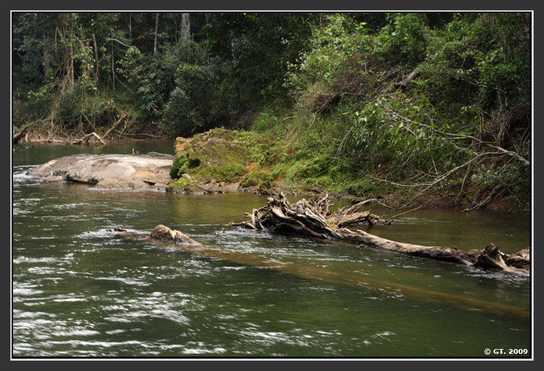 Sambar Deer and Dhole,Valparai, Tamilnadu