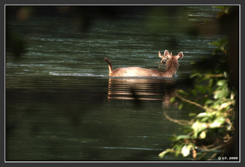 Sambar Deer and Dhole, Valparai, Tamilnadu