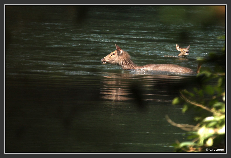 Sambar Deer and Dhole, Valparai, Tamilnadu