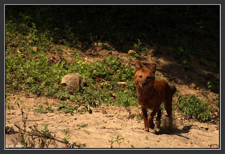 Sambar Deer and Dhole,Valparai, Tamilnadu