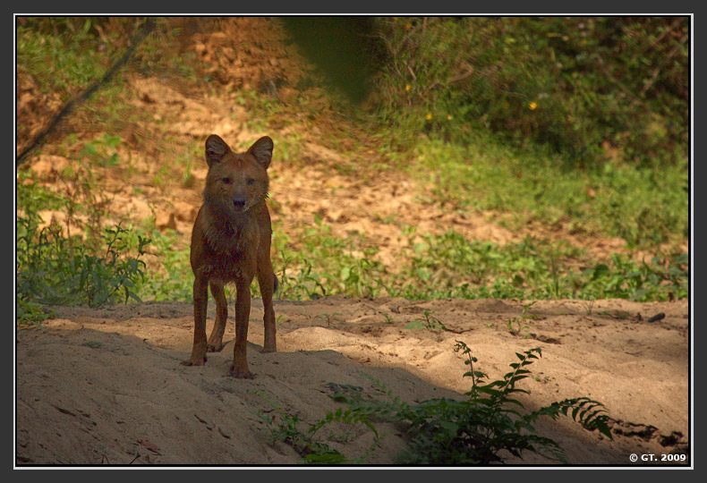 Sambar Deer and Dhole,Valparai, Tamilnadu