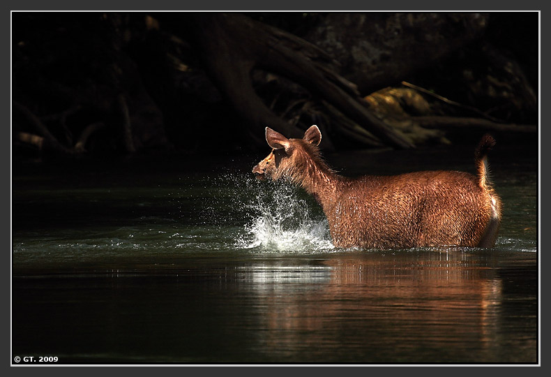 Sambar Deer and Dhole,Valparai, Tamilnadu