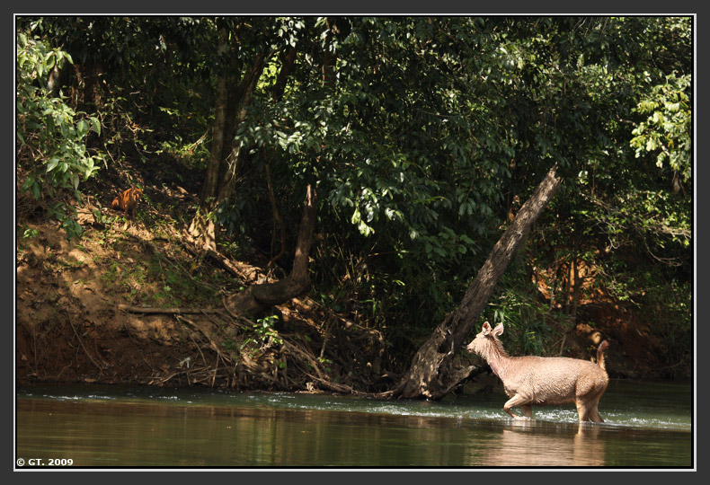 Sambar Deer and Dhole,Valparai, Tamilnadu