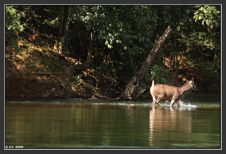 Sambar Deer and Dhole,Valparai, Tamilnadu