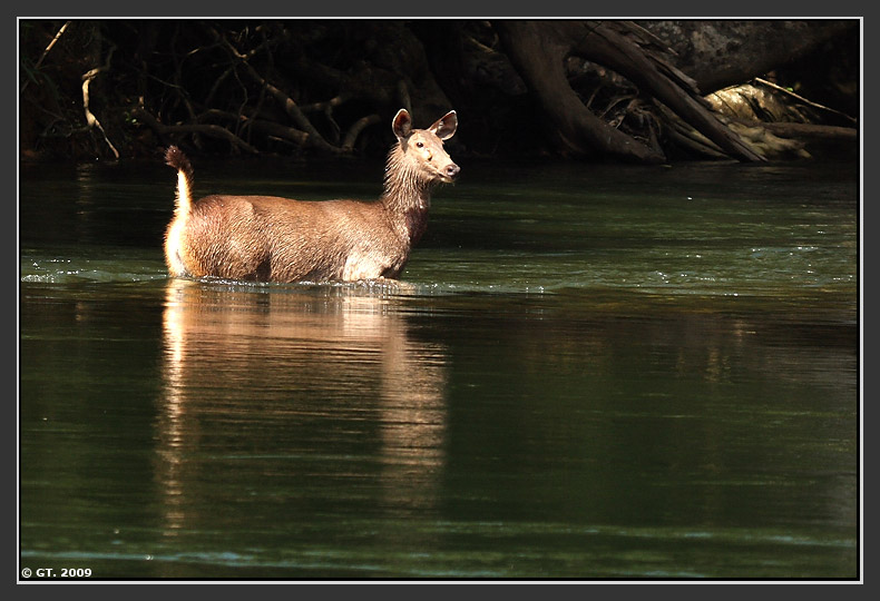 Sambar Deer and Dhole,Valparai, Tamilnadu