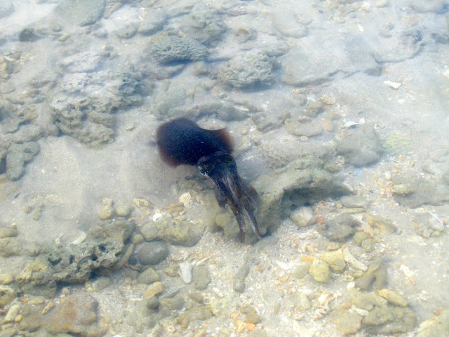 Cuttle fish, Andaman Islands