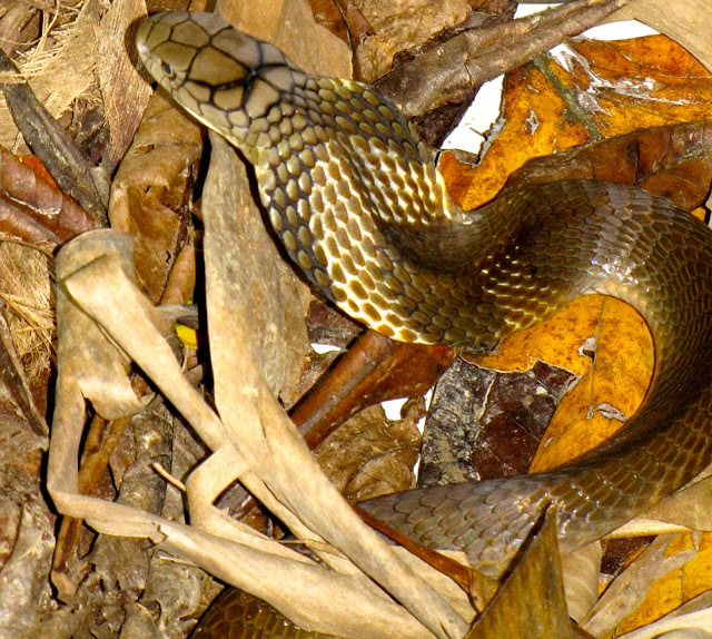 King Cobra, Andaman Islands