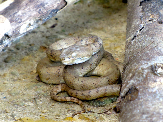 Andaman Pit Viper, Andaman Islands