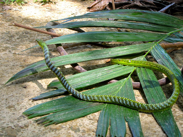 Andaman Bronzeback tree snake, Andaman Islands