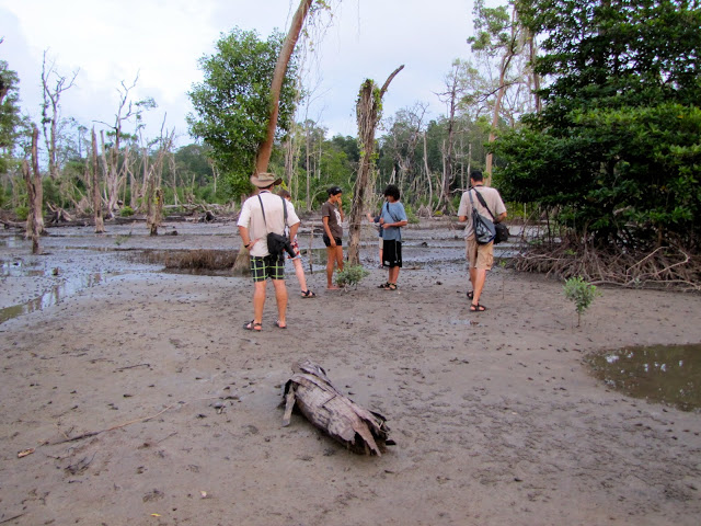 Mangroves, Andaman Islands