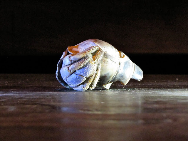 Hermit crab, Andaman Islands