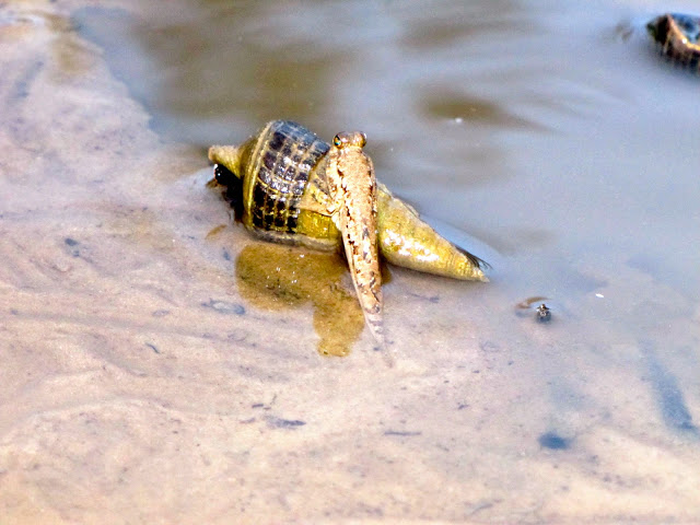 Mudskipper, Andaman Islands