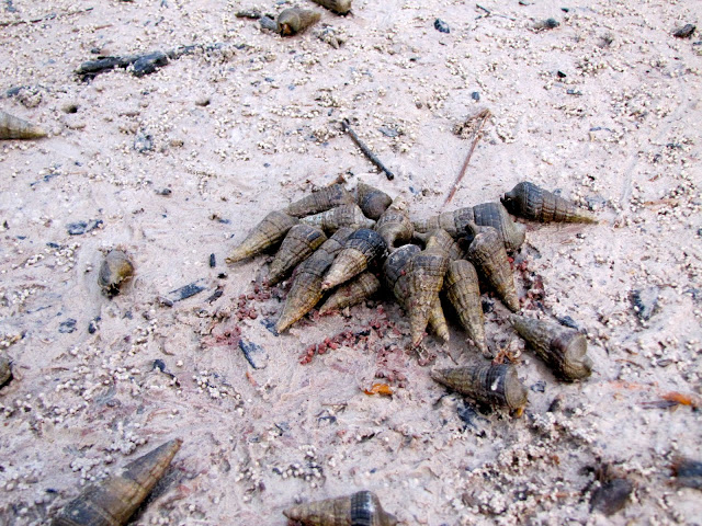 Snails, Andaman Islands