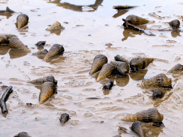 Snails, Andaman Islands