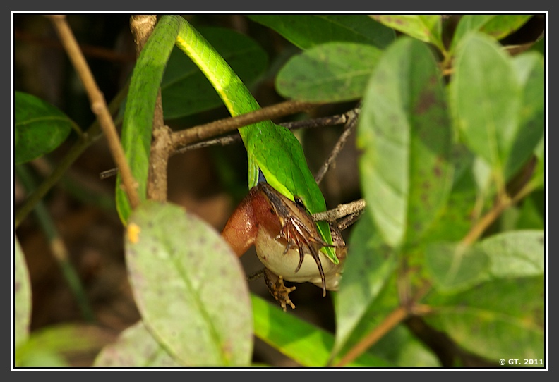 Green Vine snake hunting frog, Jog falls, Shimoga, Karnataka