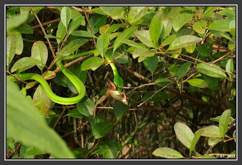 Green Vine snake hunting frog, Jog falls, Shimoga, Karnataka