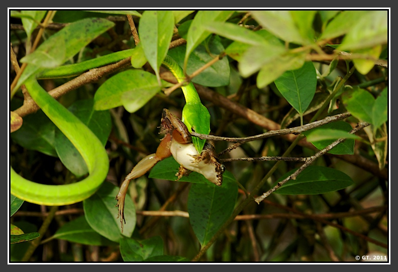 Green Vine snake hunting frog, Jog falls, Shimoga, Karnataka