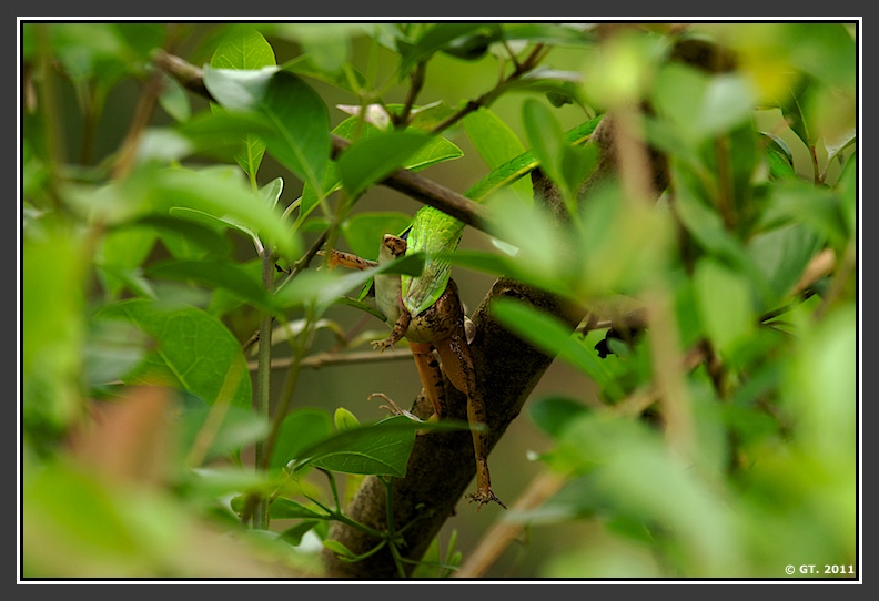 Green Vine snake hunting frog, Jog falls, Shimoga, Karnataka