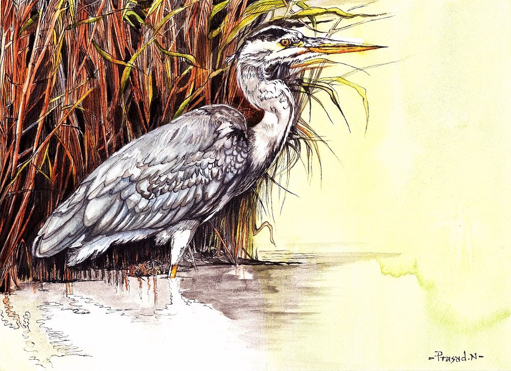 Grey Heron, Bangalore, Wildart by Prasad Natarajan