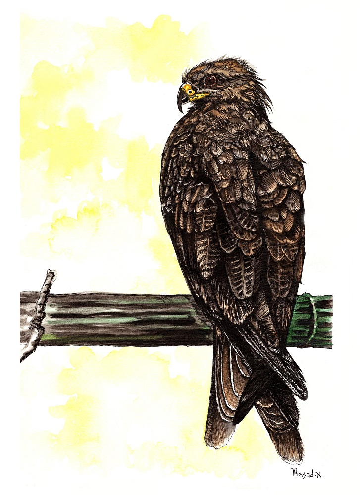 Black Kite, Bangalore, Wildart by Prasad Natarajan