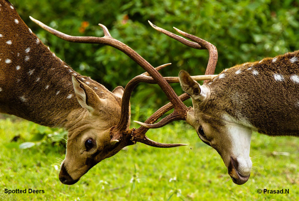Spotted Deer, Wildlife week wild encounters by Prasad Natarajan