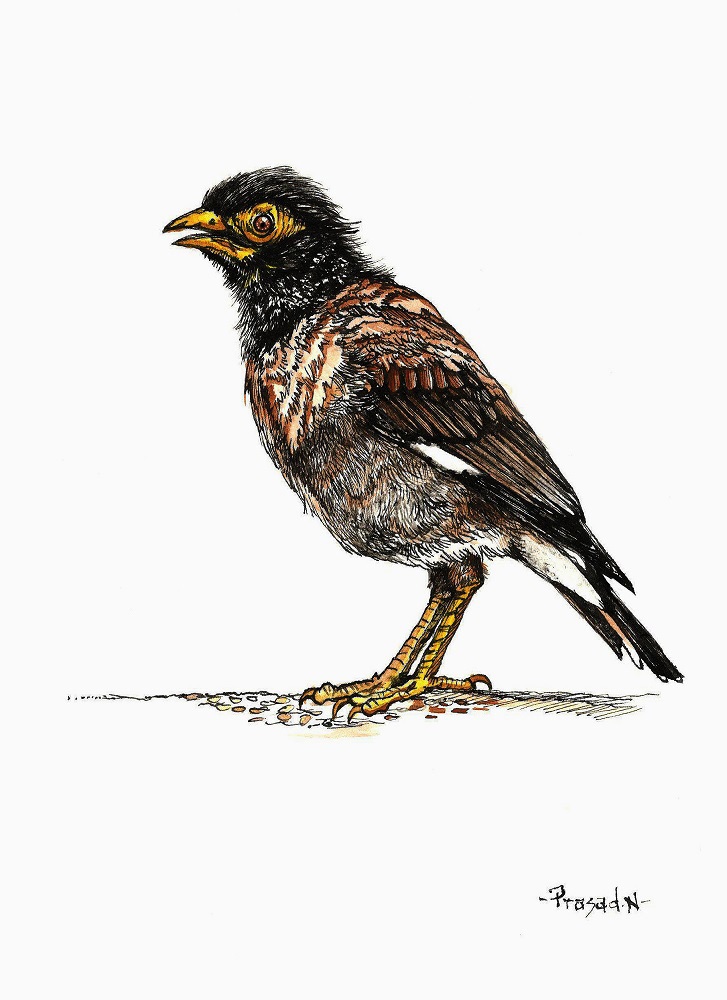 Common Myna , Bangalore, Wildart by Prasad Natarajan