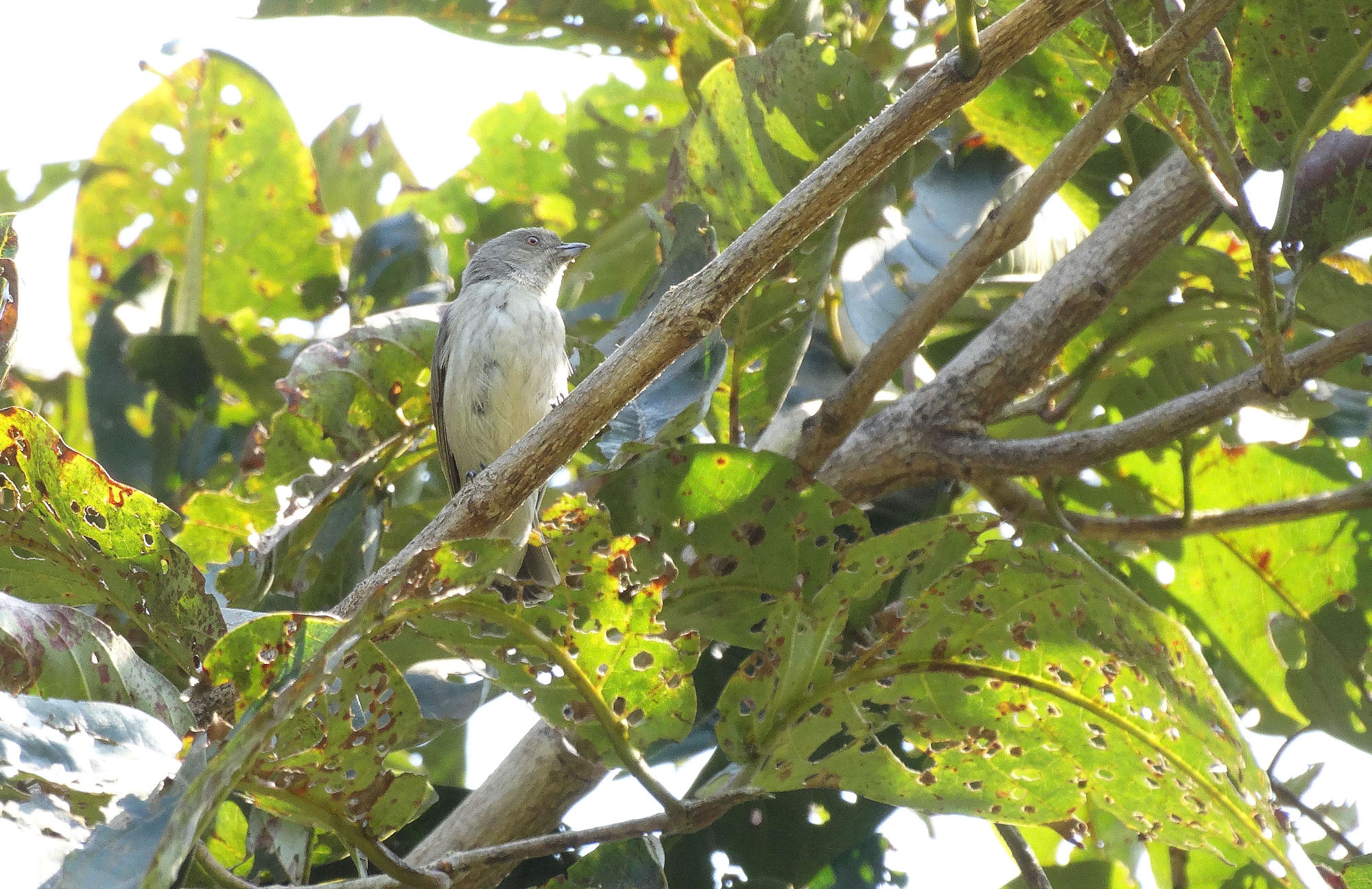 Thick-billed flowerpecker, Palsambe, Kolhapur, Maharashtra