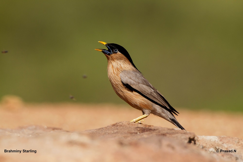 Brahminy Starling, Daroji Bear Sanctury, Hampi