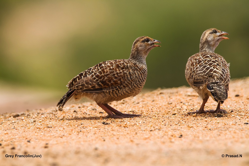 Grey Francolin Juveniles, Daroji Bear Sanctury, Hampi