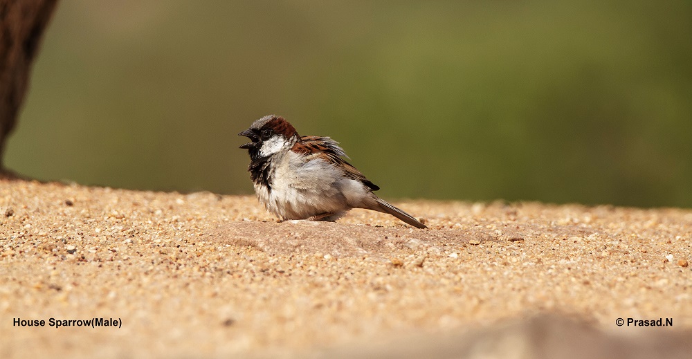 House Sparrow Male, Daroji Bear Sanctury, Hampi