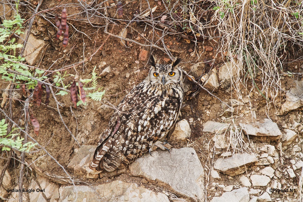 Indian Eagle Owl, Daroji Bear Sanctury, Hampi