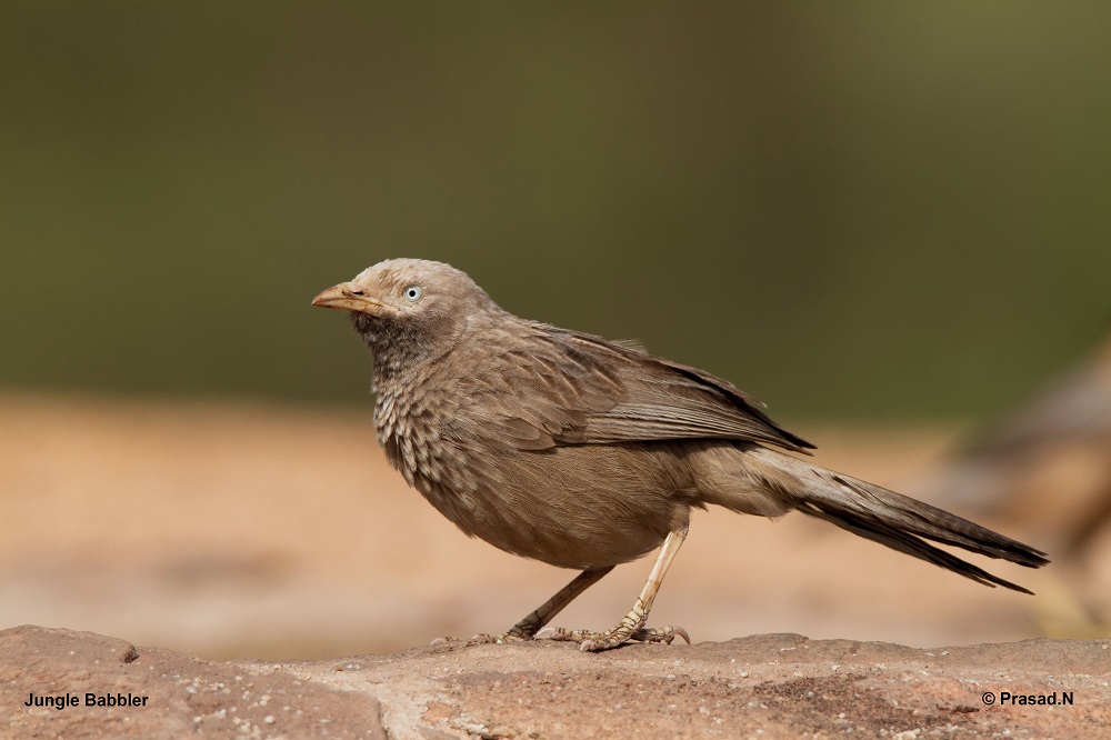 Jungle Babbler, Daroji Bear Sanctury, Hampi