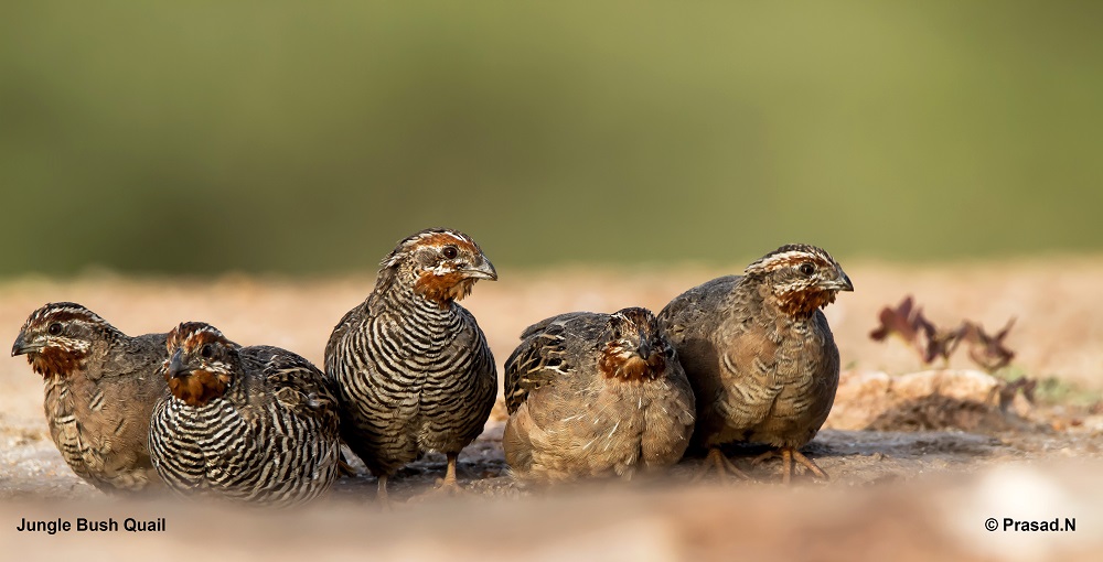 Jungle Bush Quail, Daroji Bear Sanctury, Hampi