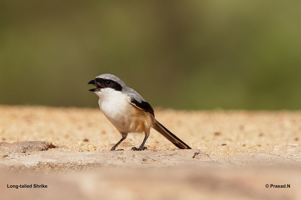 Long tailed Shrike, Daroji Bear Sanctury, Hampi