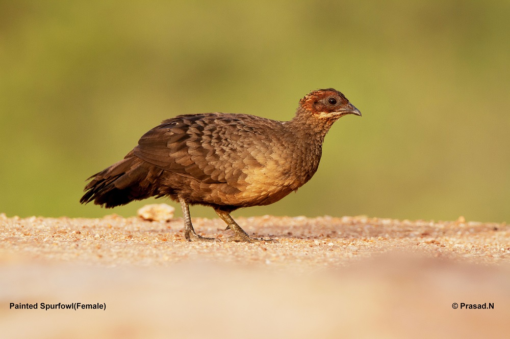 Painted Spurfowl Female, Daroji Bear Sanctury, Hampi