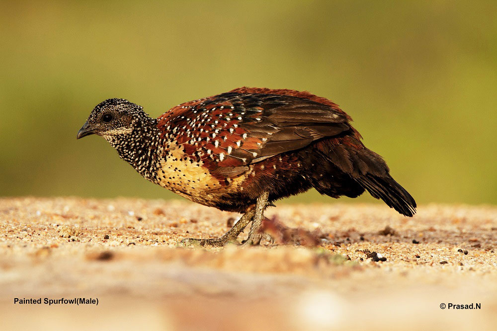 Painted Spurfowl Male, Daroji Bear Sanctury, Hampi