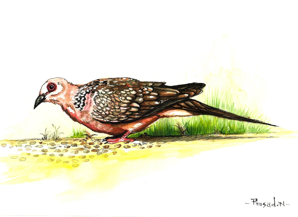 Spotted Dove, Bangalore, Wildart talk with Prasad Natarajan - Wildlife Artist, Birds of Bangalore - Week 11