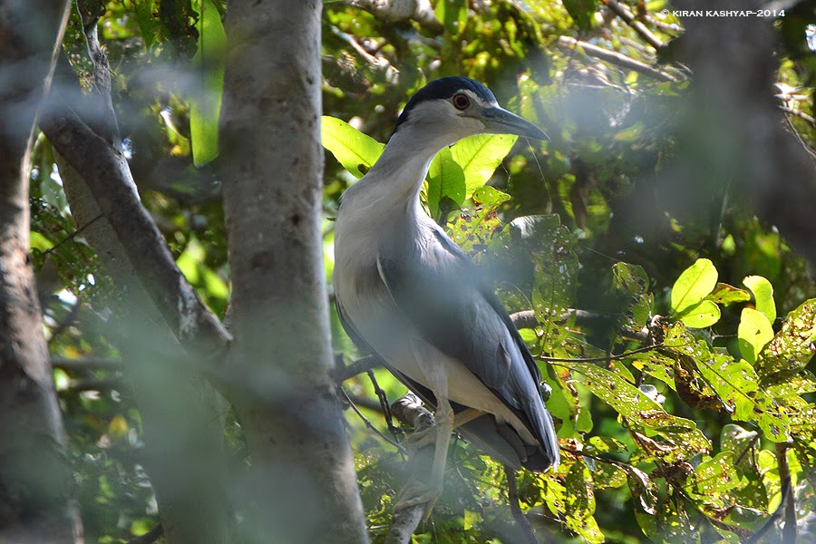 Black Capped Night Heron, Madiwala Lake, Bangalore