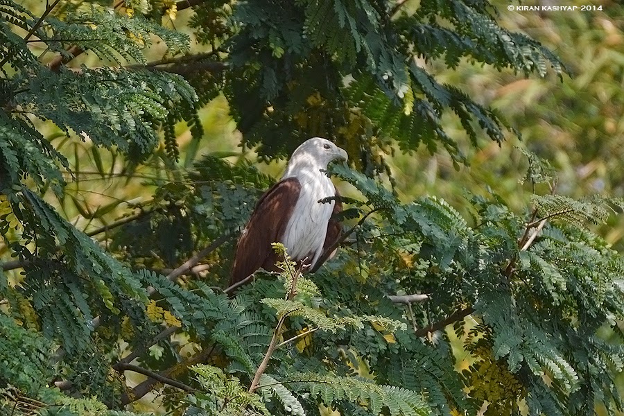 Brahminy Kite on the perch, Madiwala Lake, Bangalore