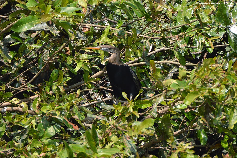 Darter Roosting, Madiwala Lake, Bangalore