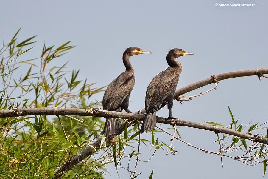 Greater Cormorant, Madiwala Lake, Bangalore