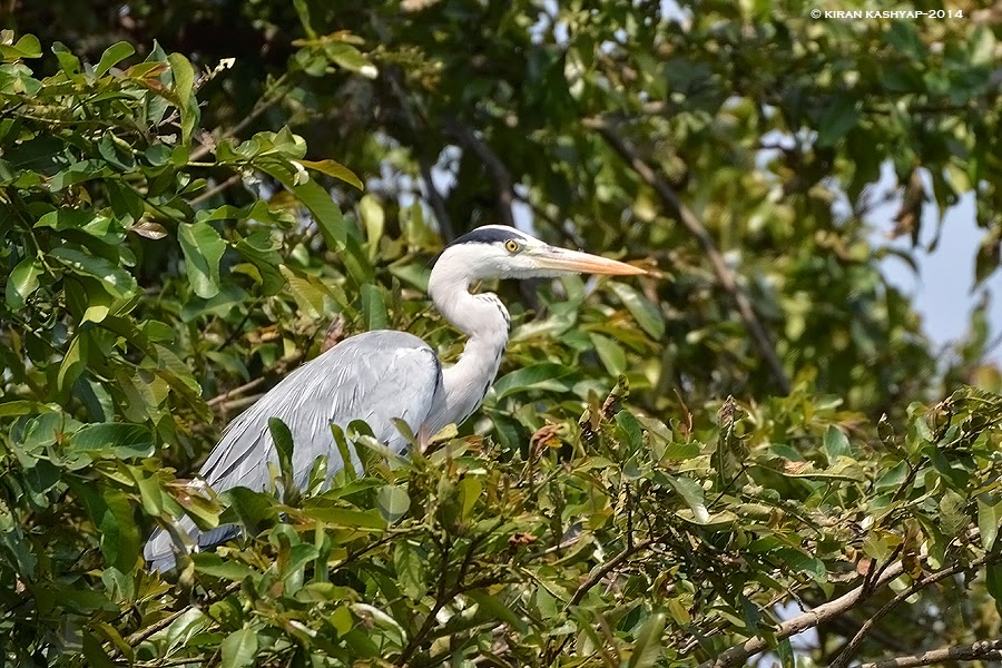 Grey Heron, Madiwala Lake, Bangalore