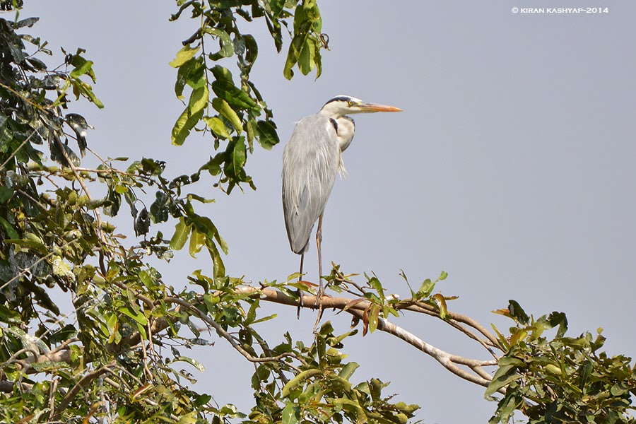 Grey Heron, Madiwala Lake, Bangalore