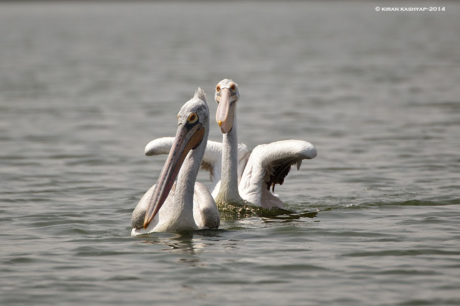 A juvenile Pelican follows a sub-adult, Madiwala Lake, Bangalore