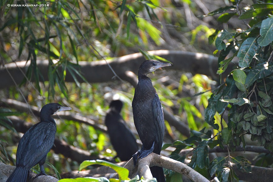 Little Cormorant, Madiwala Lake, Bangalore