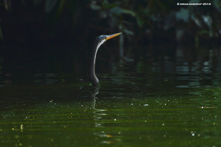 Oriental Darter, Madiwala Lake, Bangalore